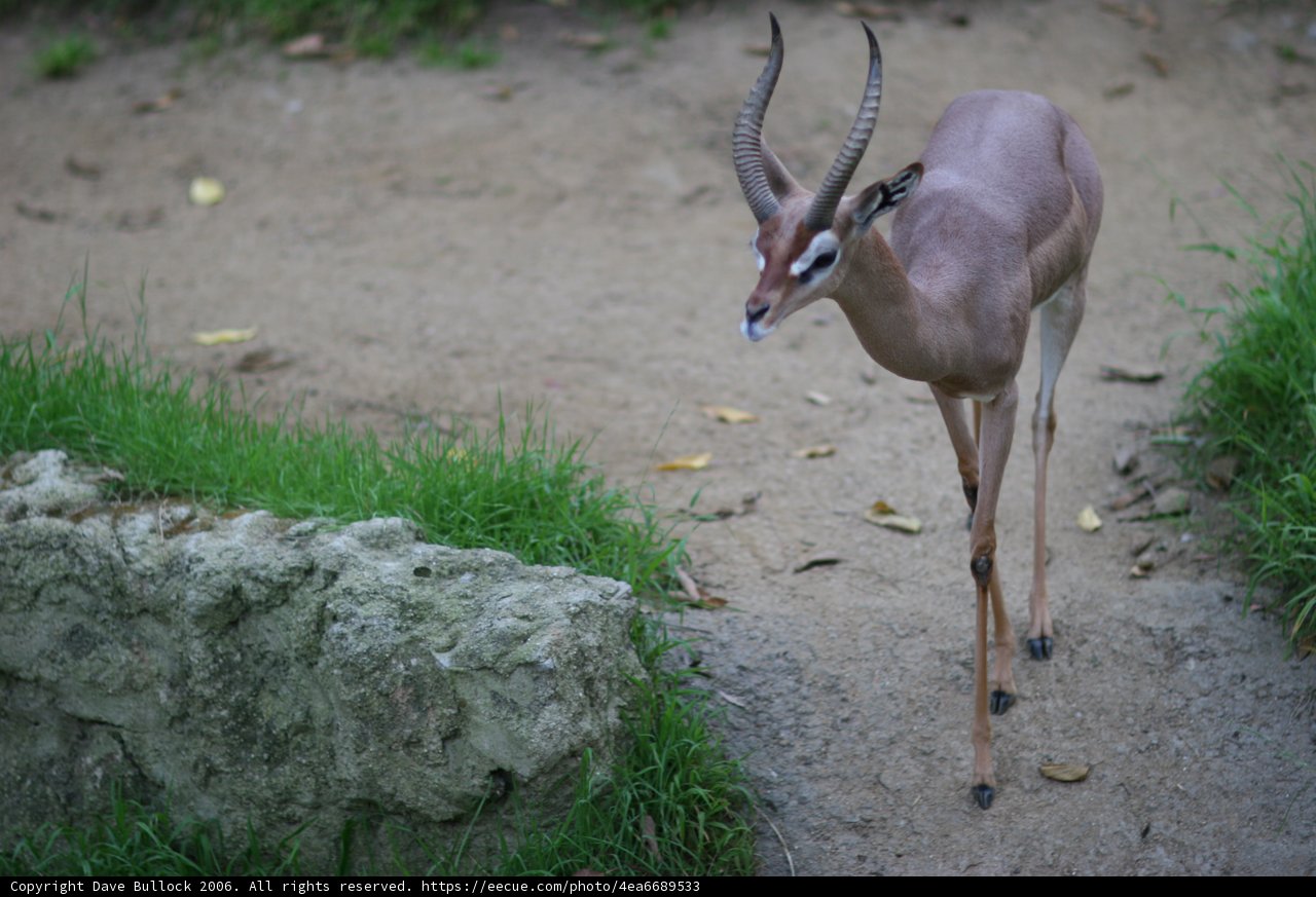 Majestic Impala