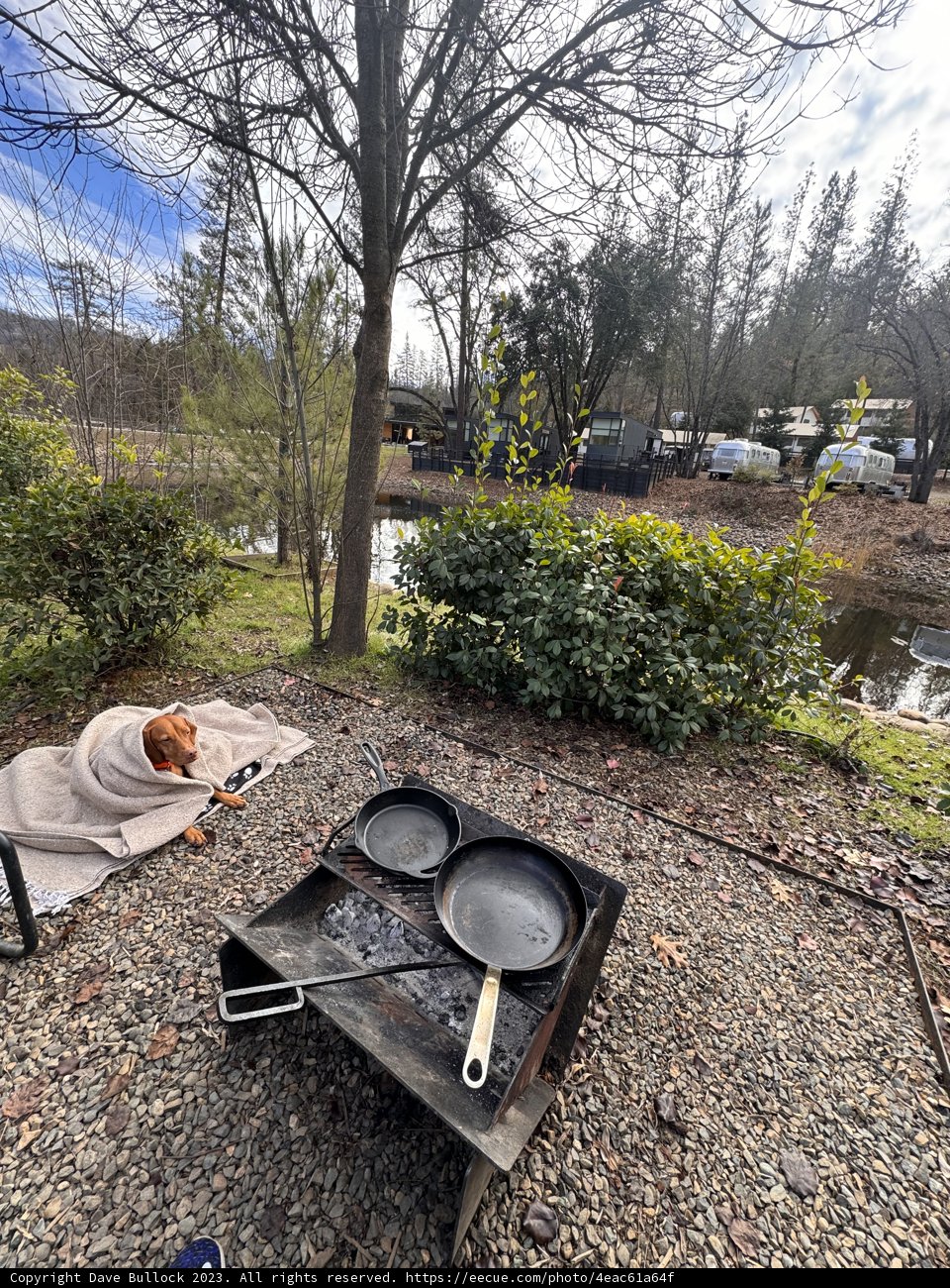 December Cookout, Canine Companion