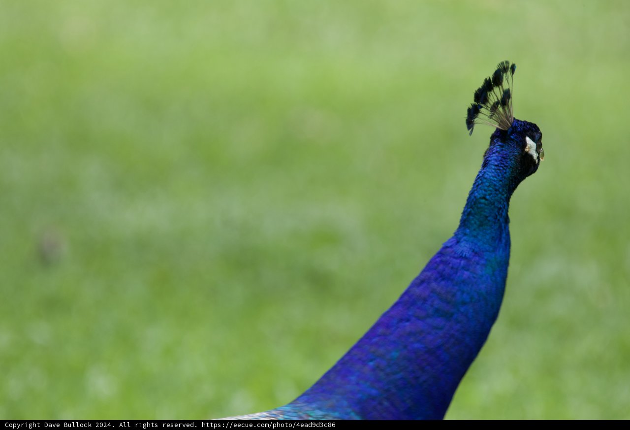 Majestic Gaze of a Peacock