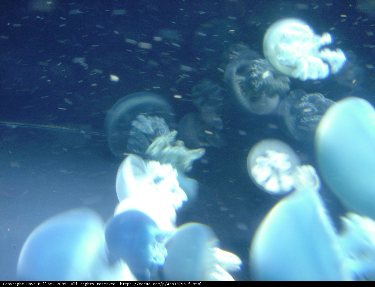 Jellyfish Parade