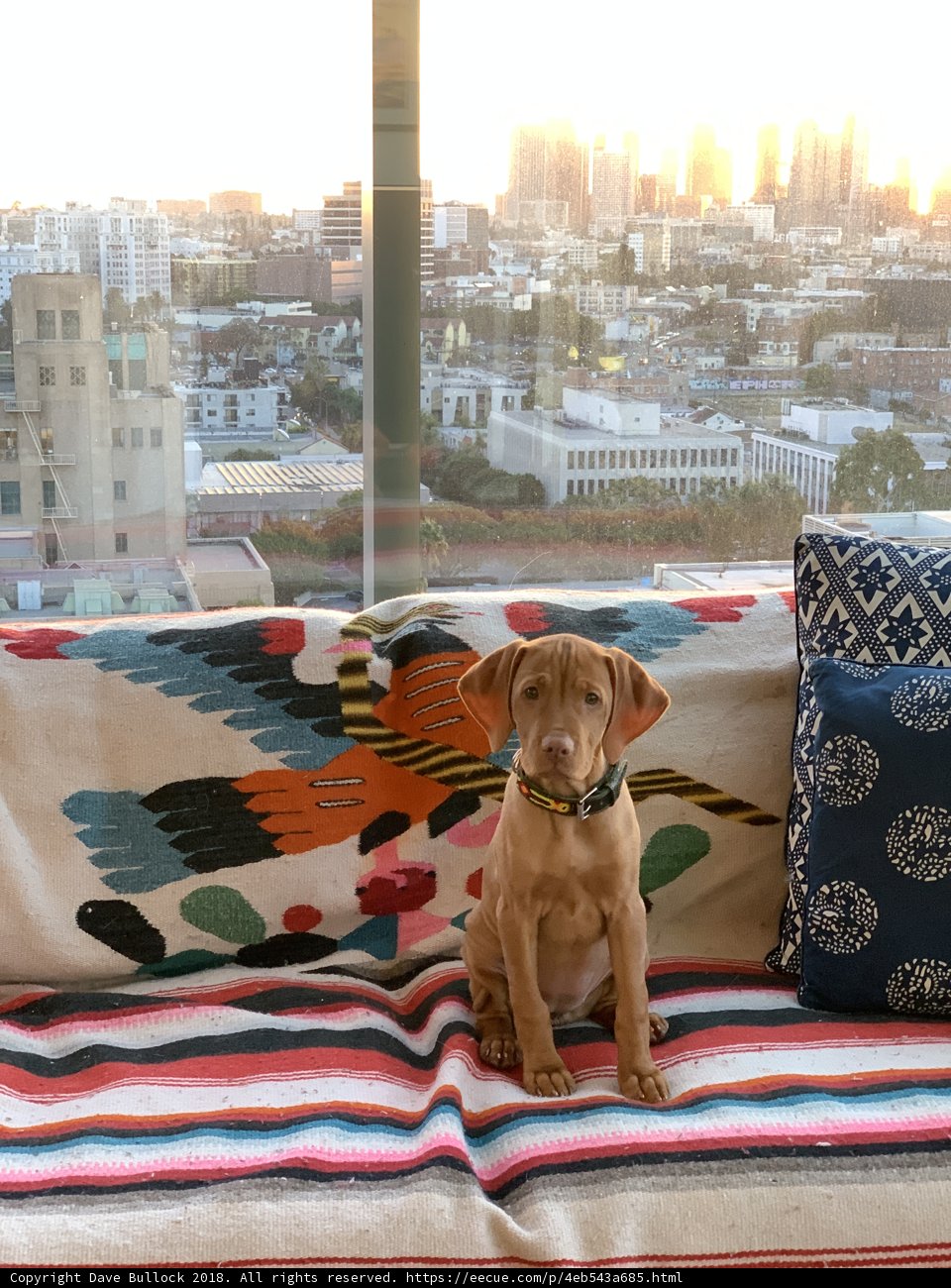 Cozy Canine Corner