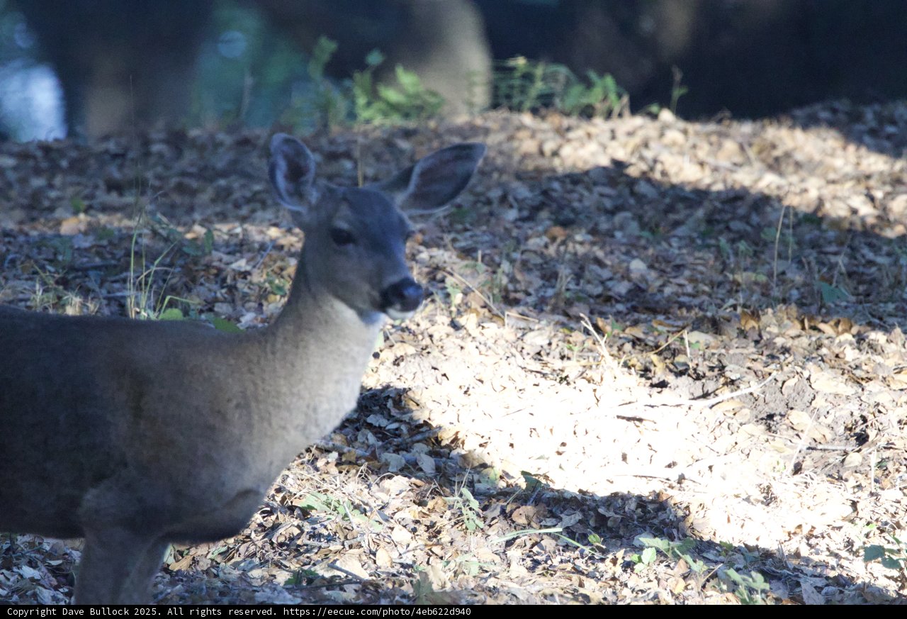 Morning Encounter in Carmel Valley