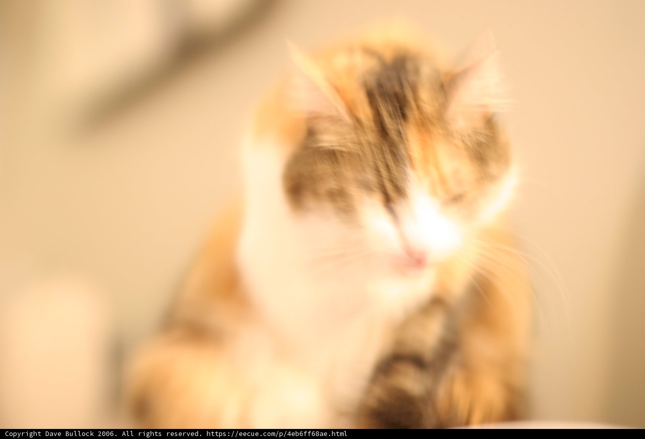Feline Focus