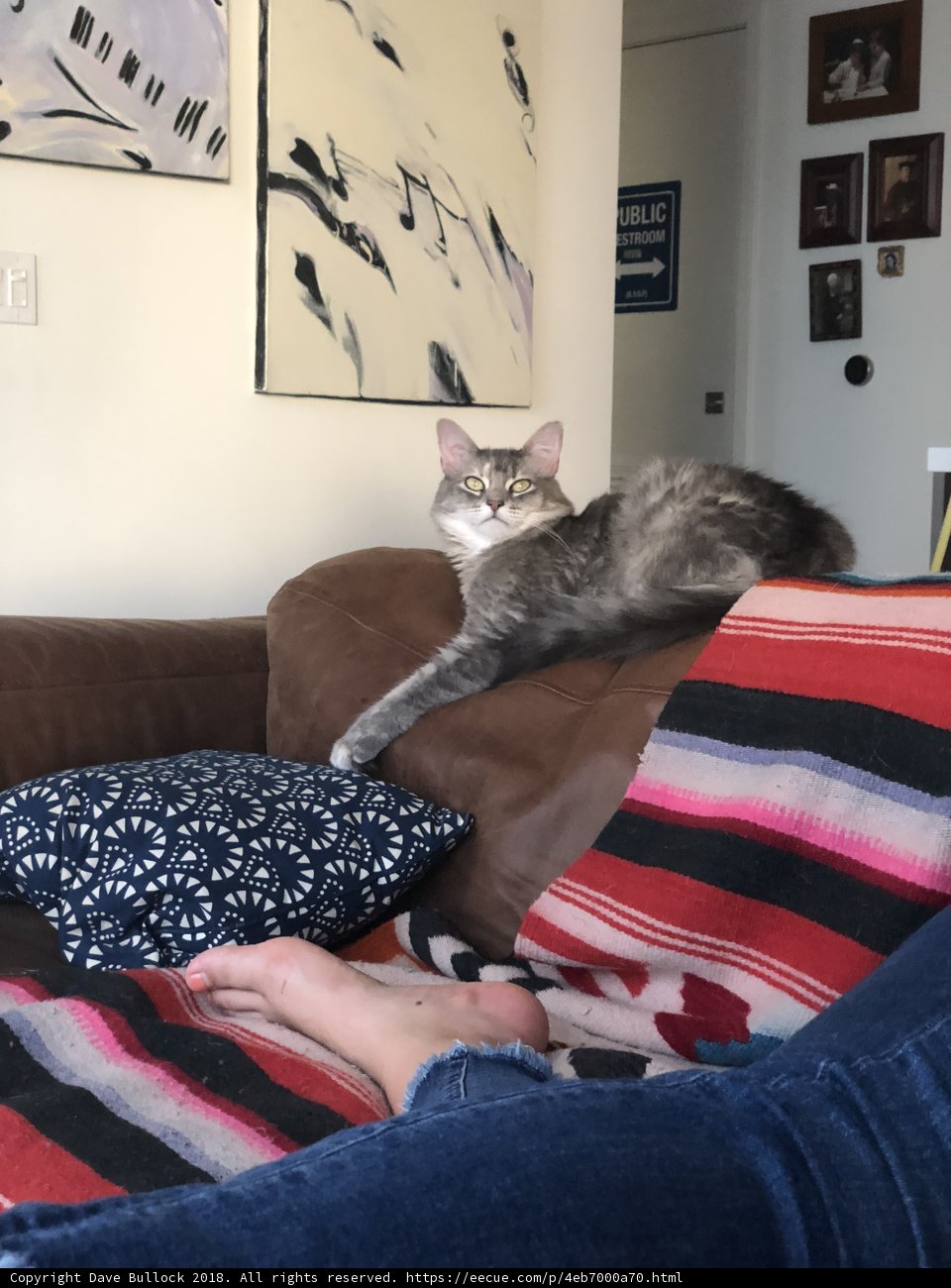 Cozy Cat Nap on the Couch