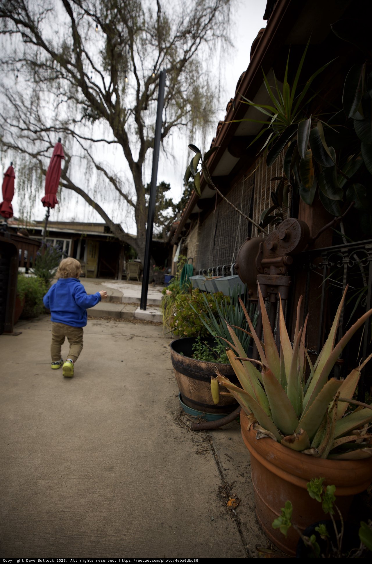 Child Exploring Rustic Courtyard Path with Succulents