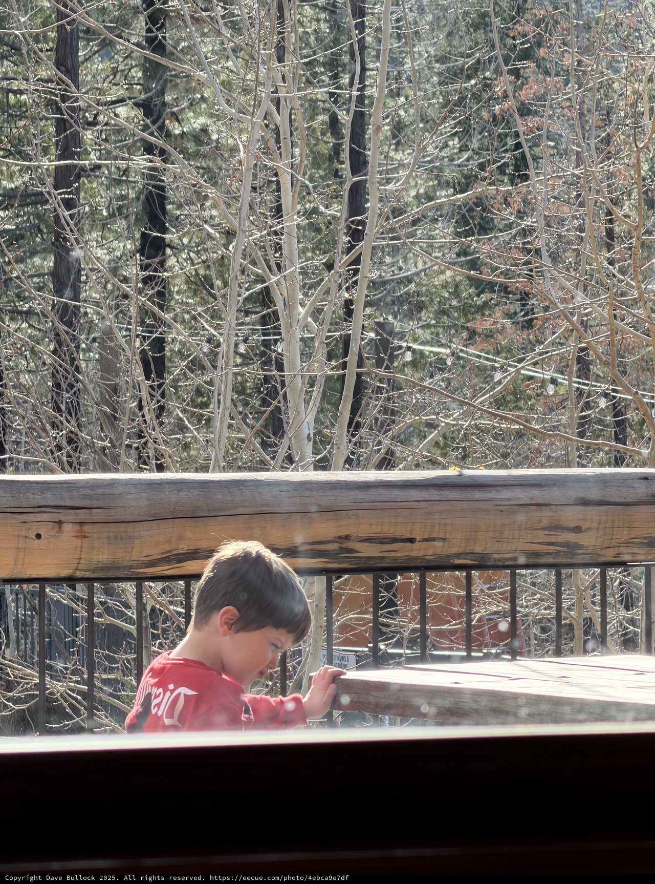 Young Boy Exploring Wooden Deck in Winter Forest