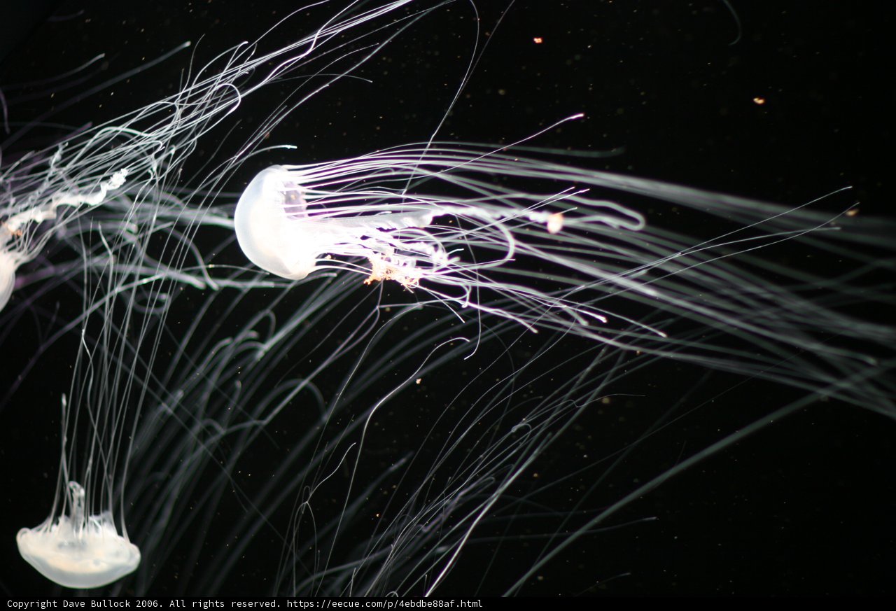 Dancing Lights in the Deep