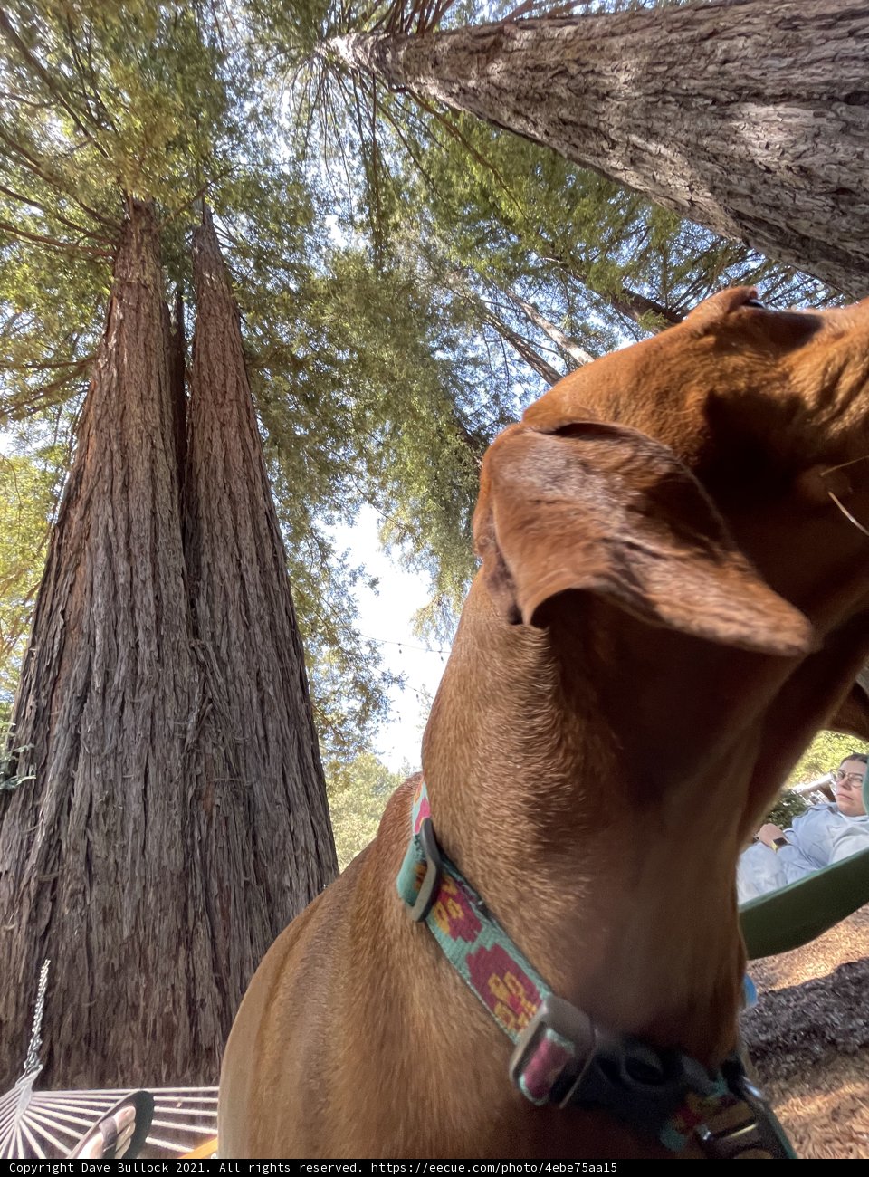Canine Companion in the Redwood Grove