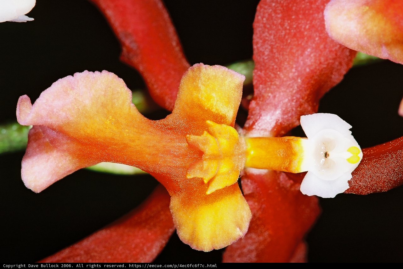 Delicate Orchid Blossom