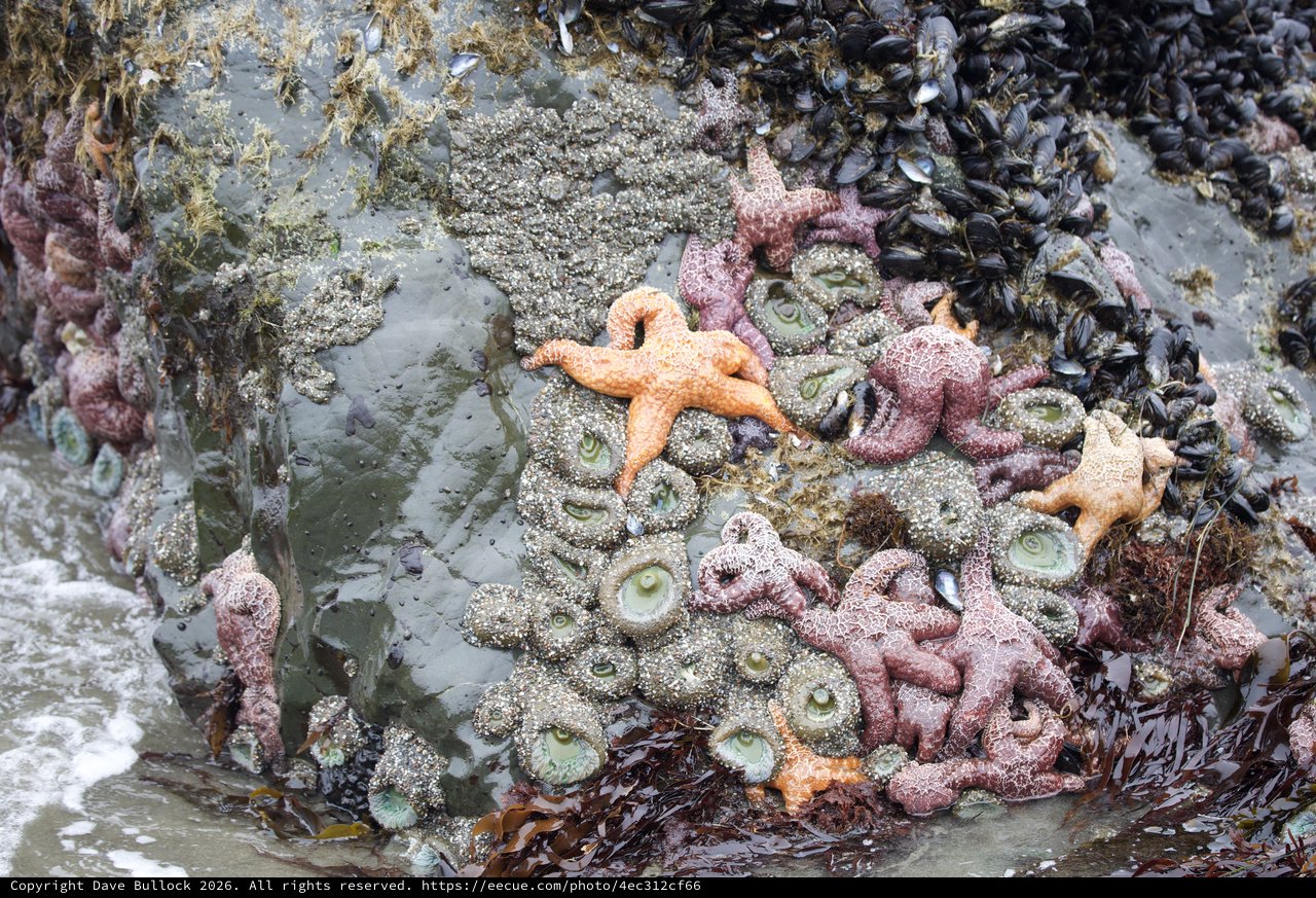 Vibrant Tide Pool Community at Schoolhouse Beach