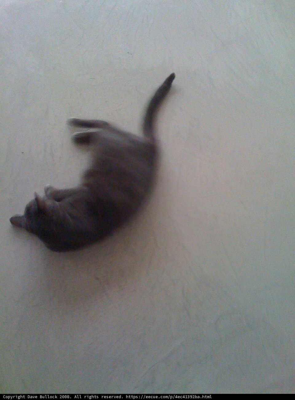 Lazy Feline Moments