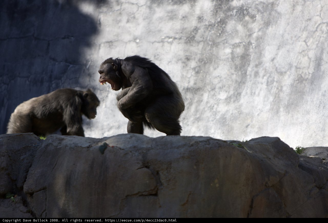 Chimpanzees Enjoying the View