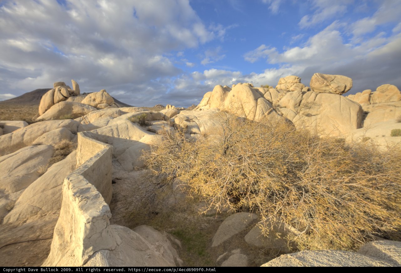 Desert Oasis