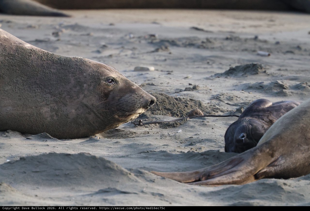 Elephant Seal Resting on Sandy Beach at Drakes Beach