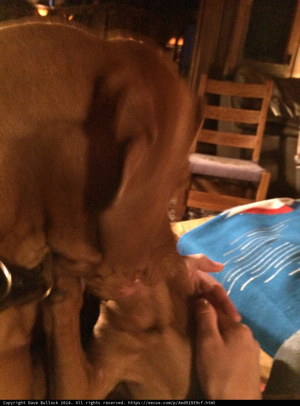 Loyal Pup Shows Affection
