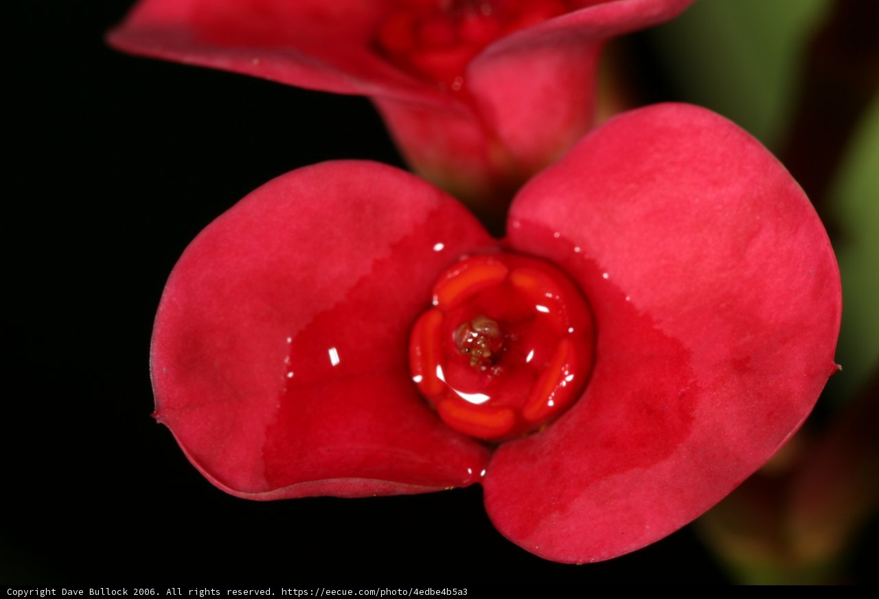 A Close-Up of a Red Begonia with Water Droplets