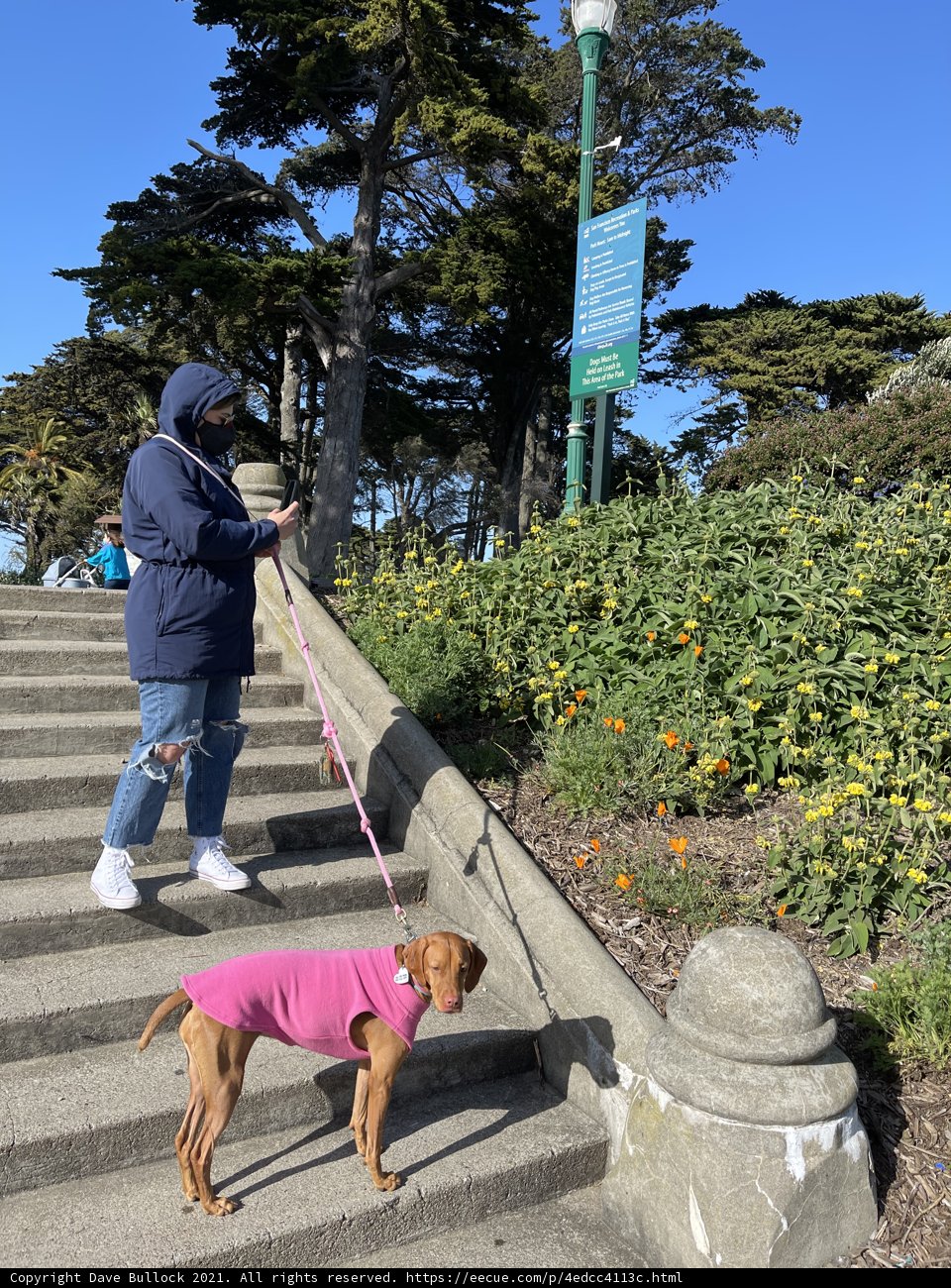 Walking the Dog in Alamo Square