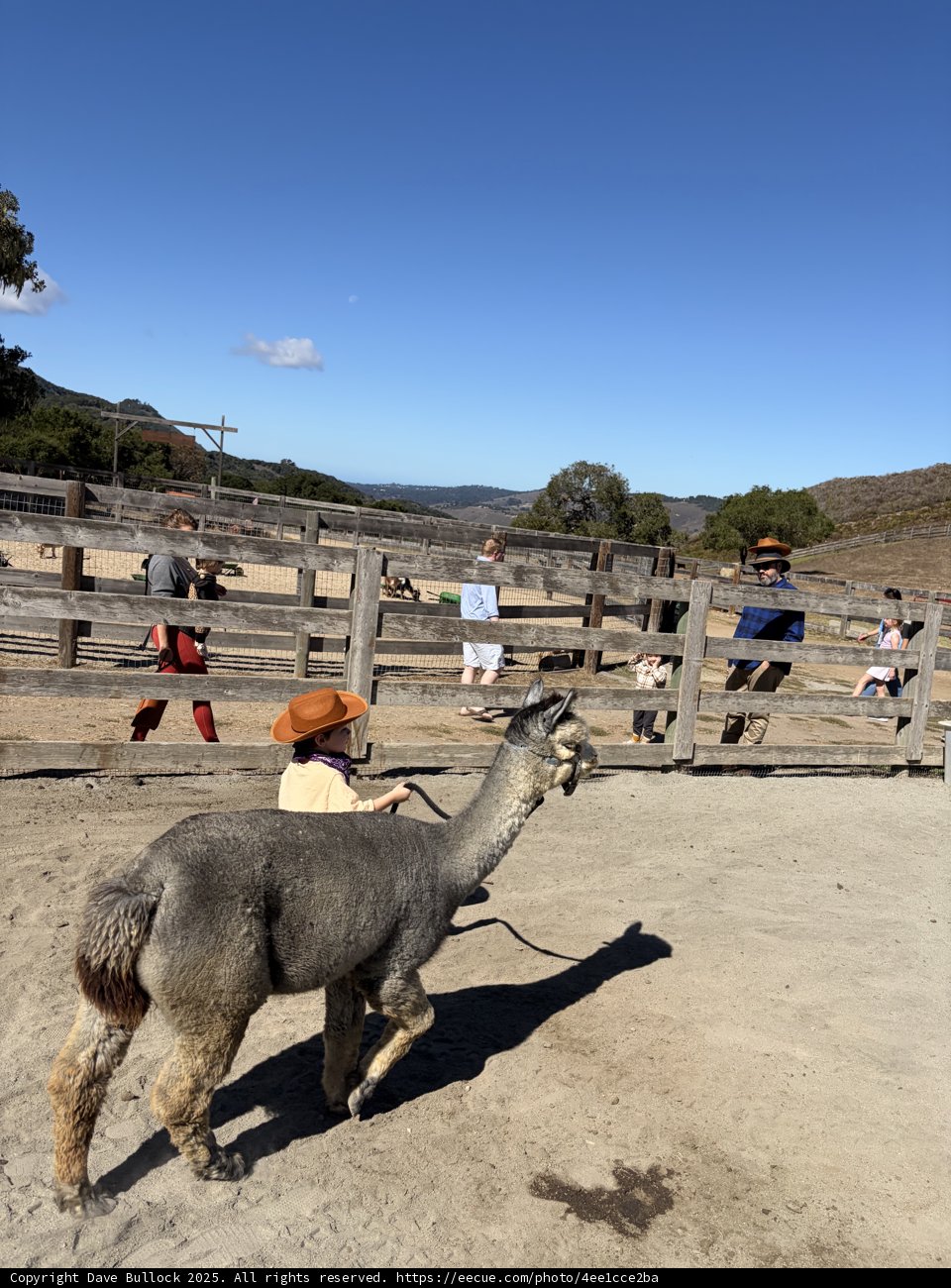 Llama Stroll in the Valley