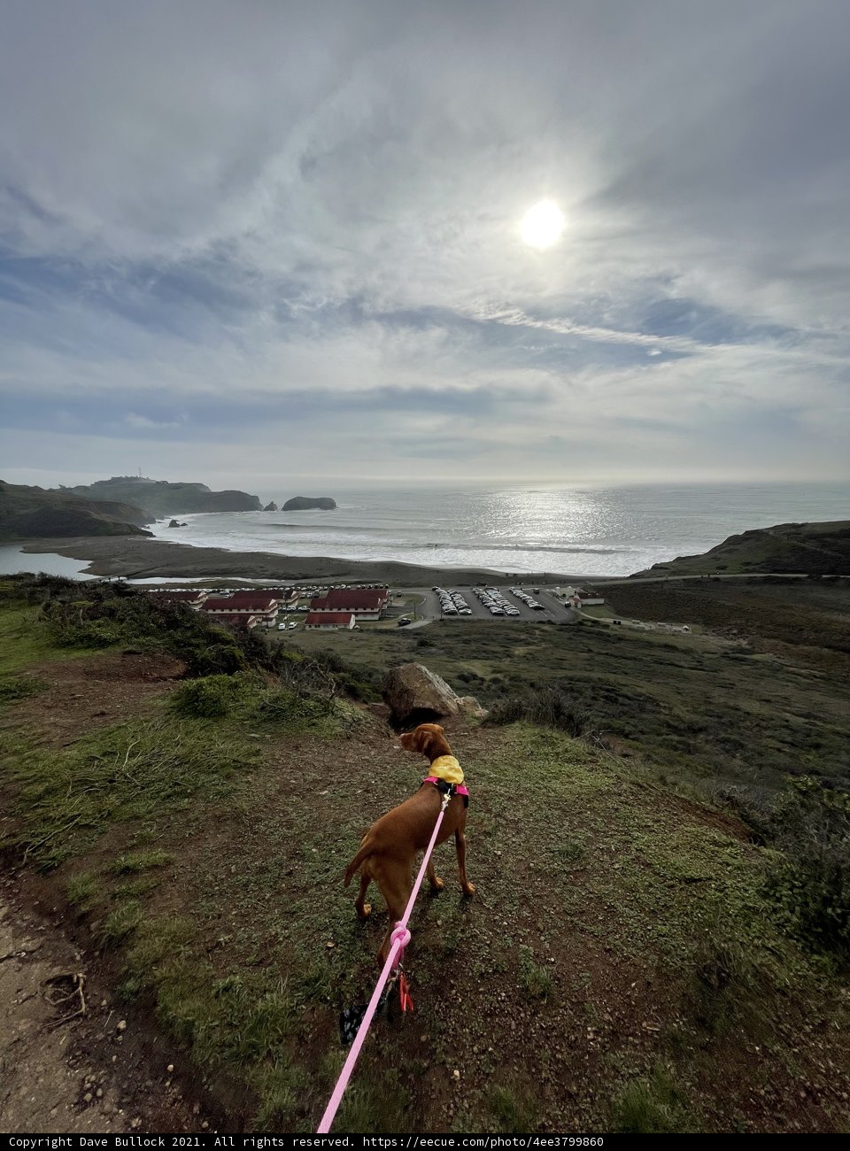 A Canine's Beach Walk
