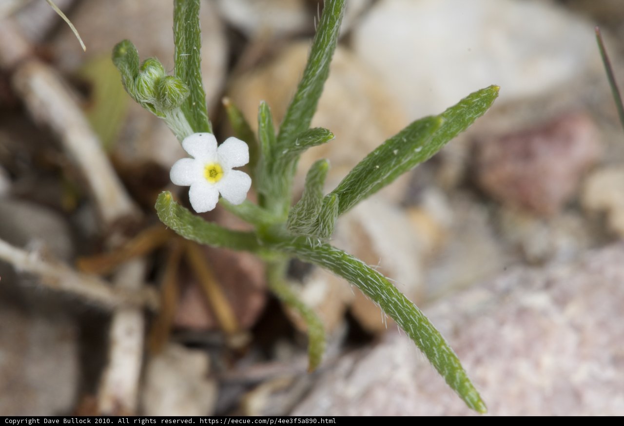 Delicate Anemone Flower Amidst Rocky Ground
