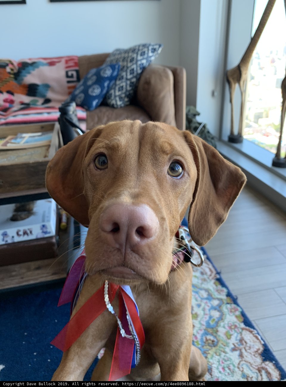 Ribboned Vizsla