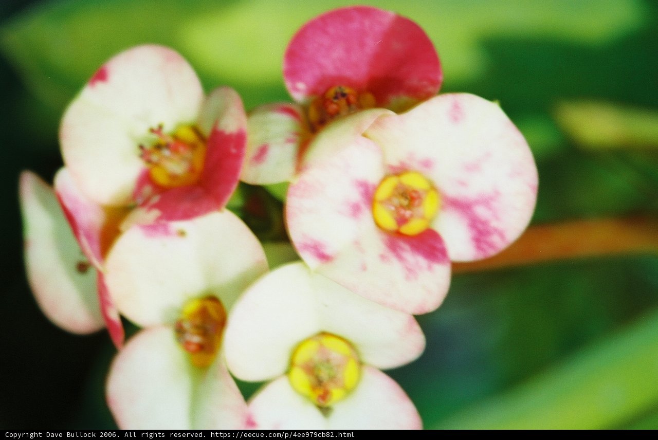 Pink and White Geranium Flowers