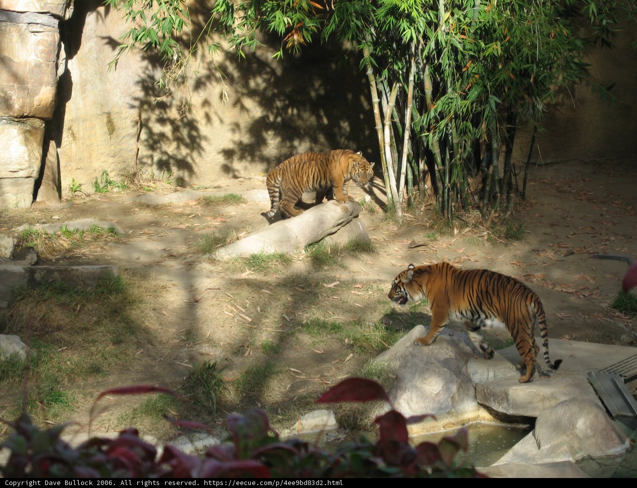 Two Tigers Roaming