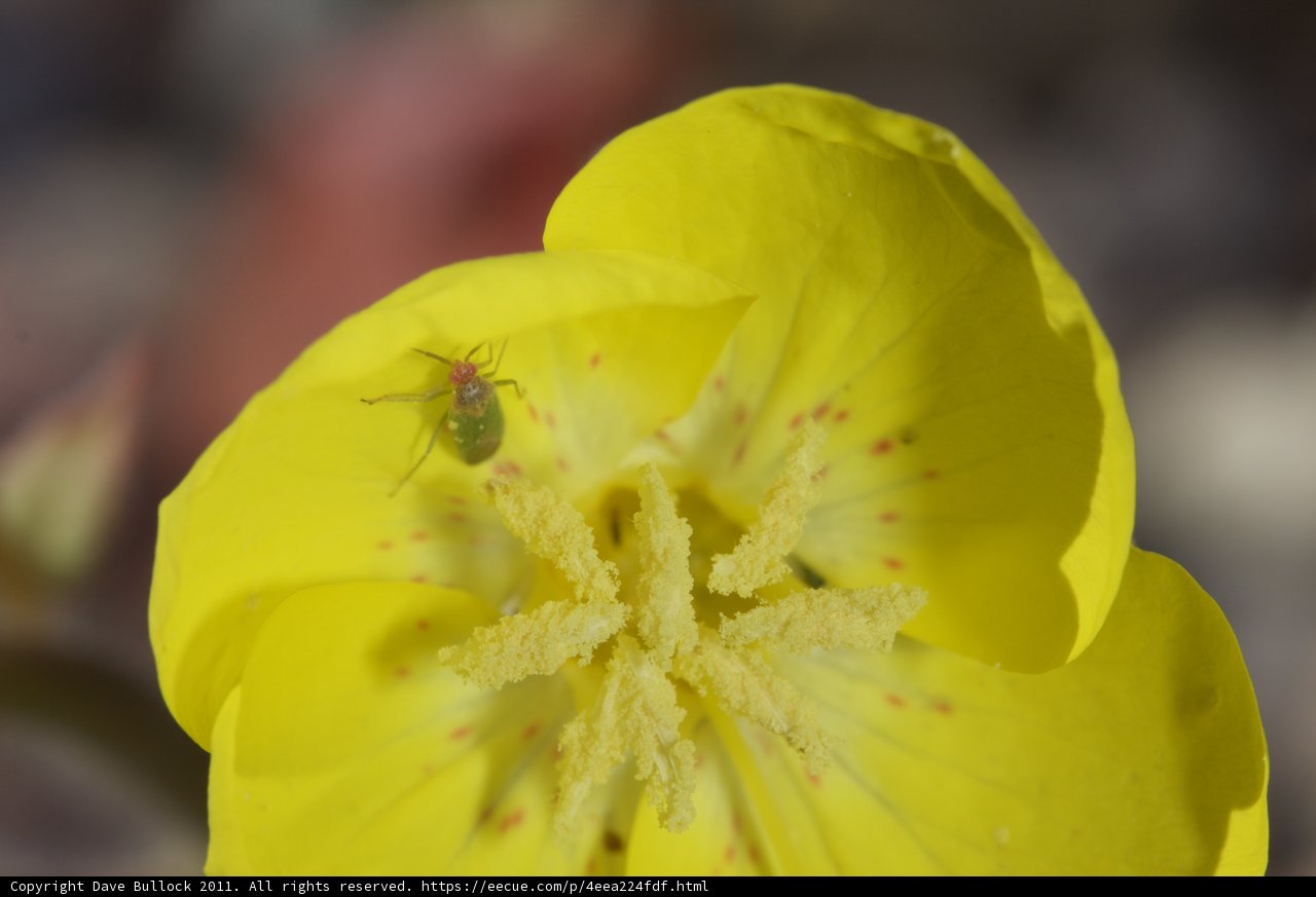Garden Visitor