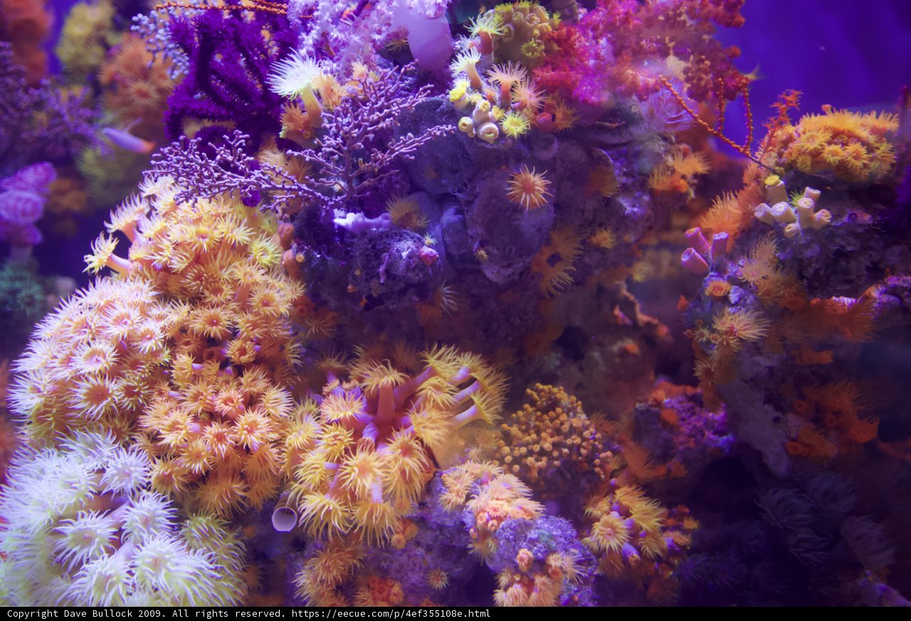 A Colorful Coral Reef Wonderland