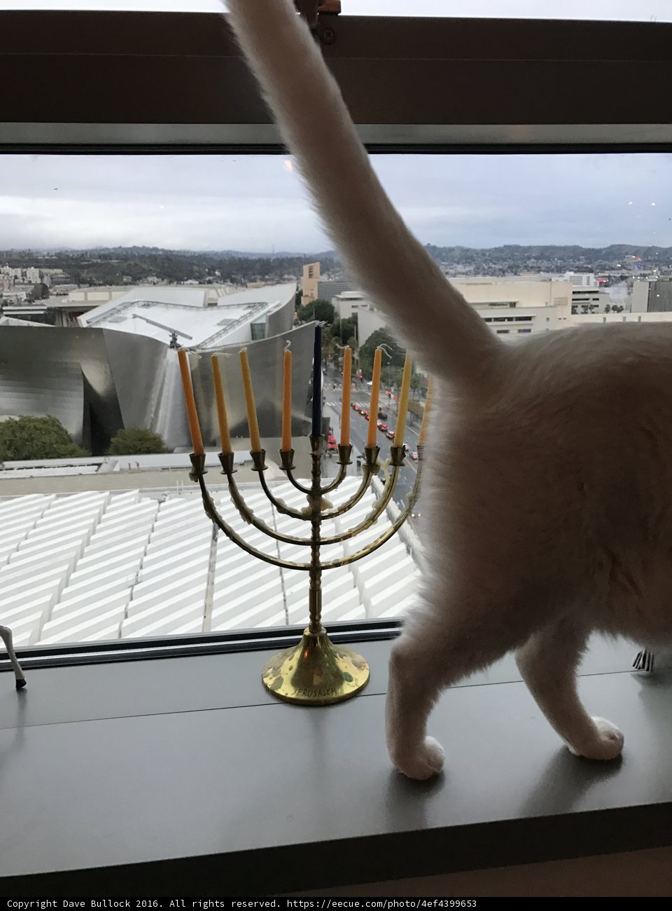 Cat admiring the Hanukkah Menorah