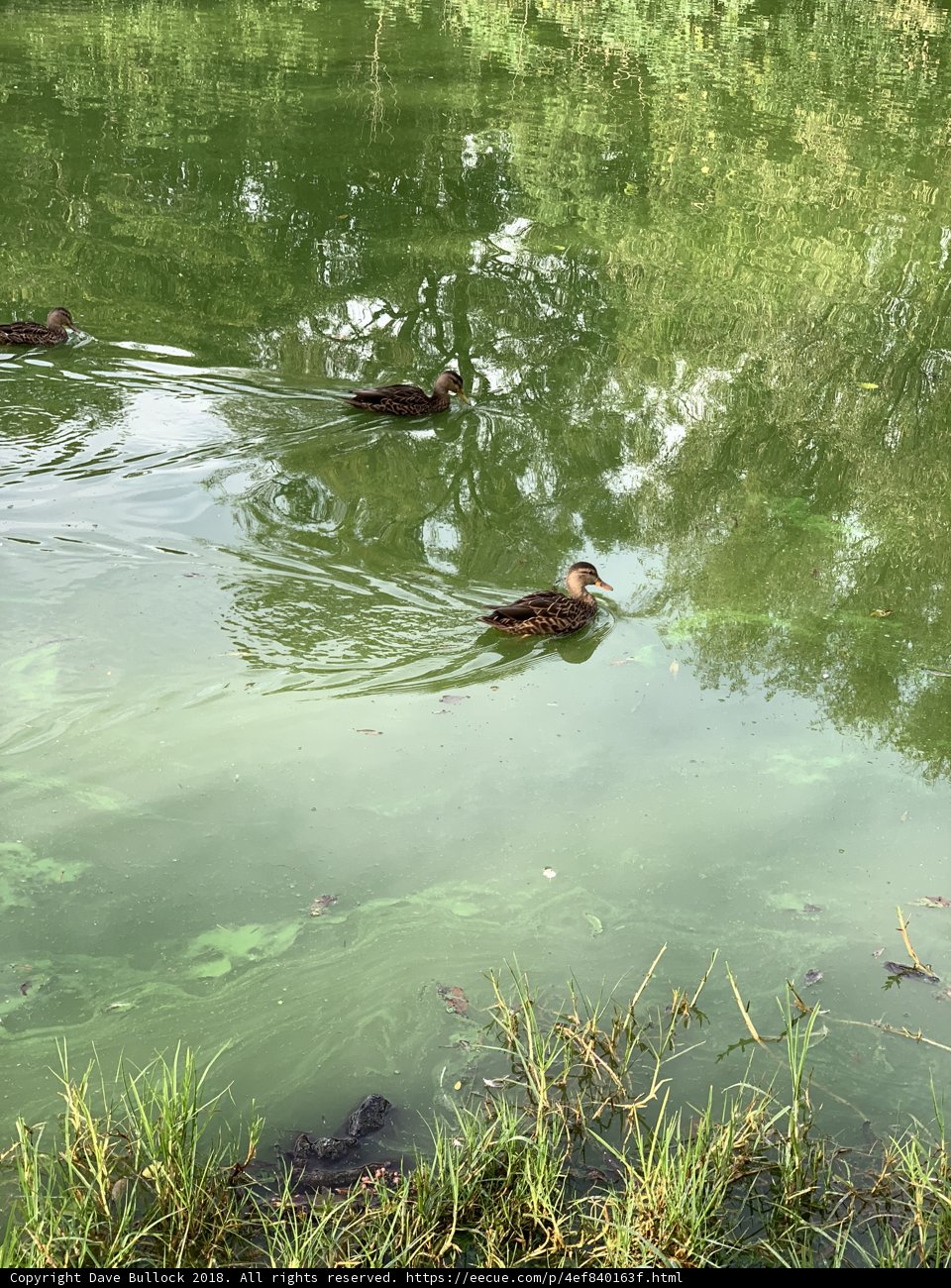 Duck Trio Splashing in Tranquil Pond