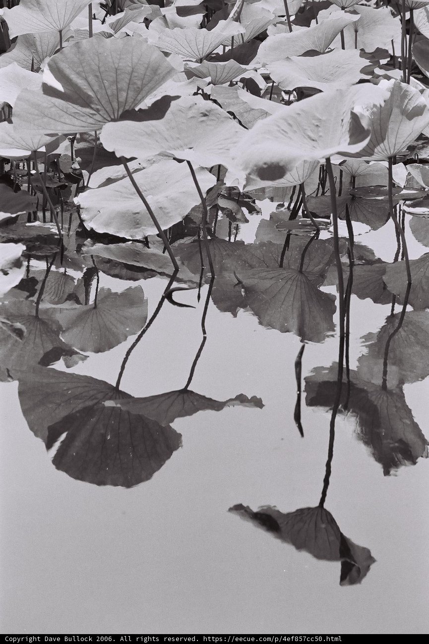 Lotus Leaves in Serenity