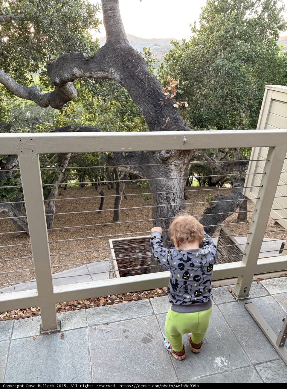 Curious Explorer in Carmel