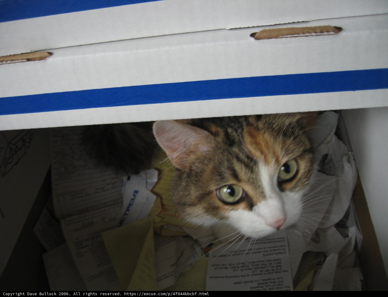 The Feline Explorer