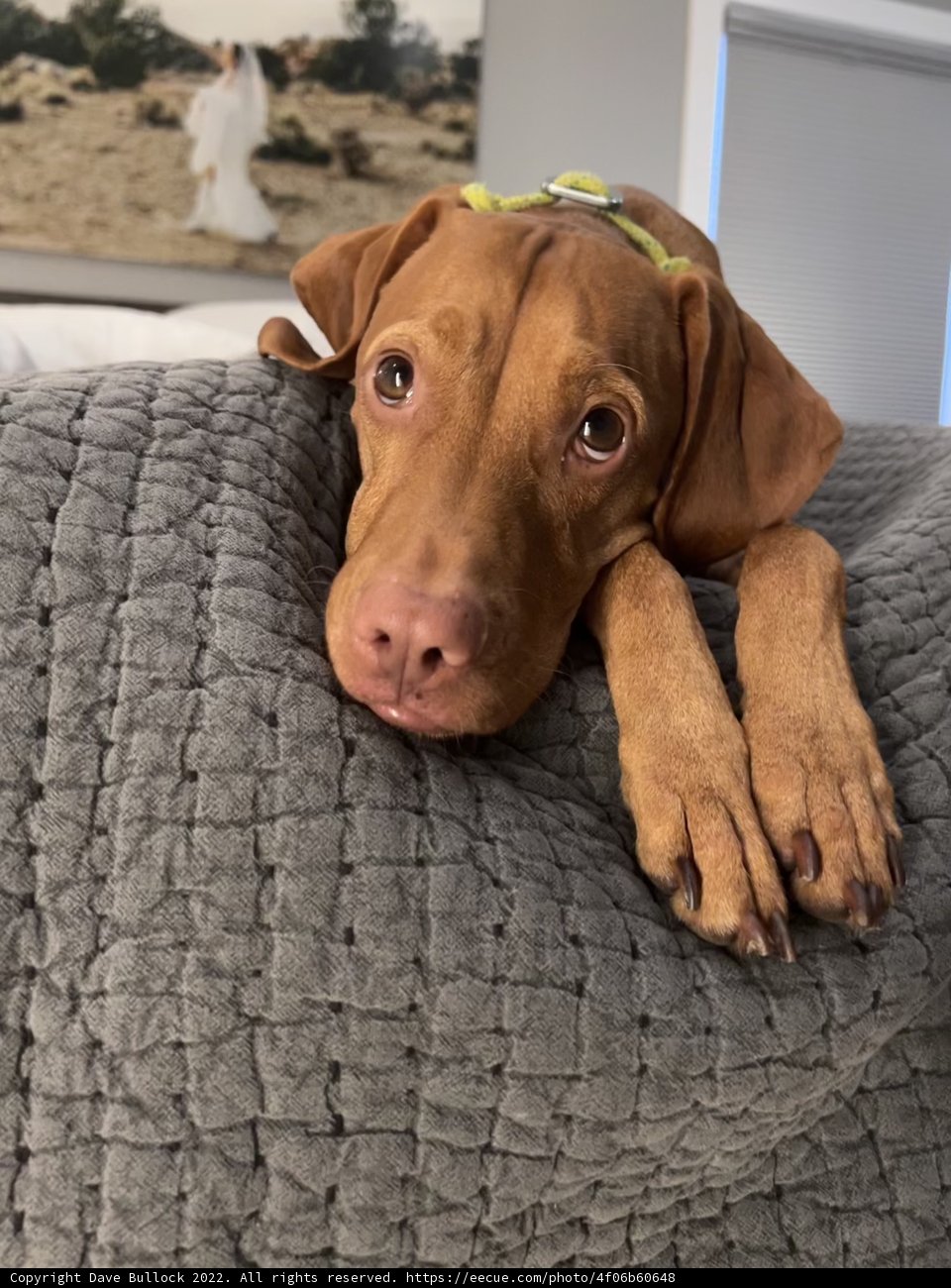 Cozy Canine on a Bed