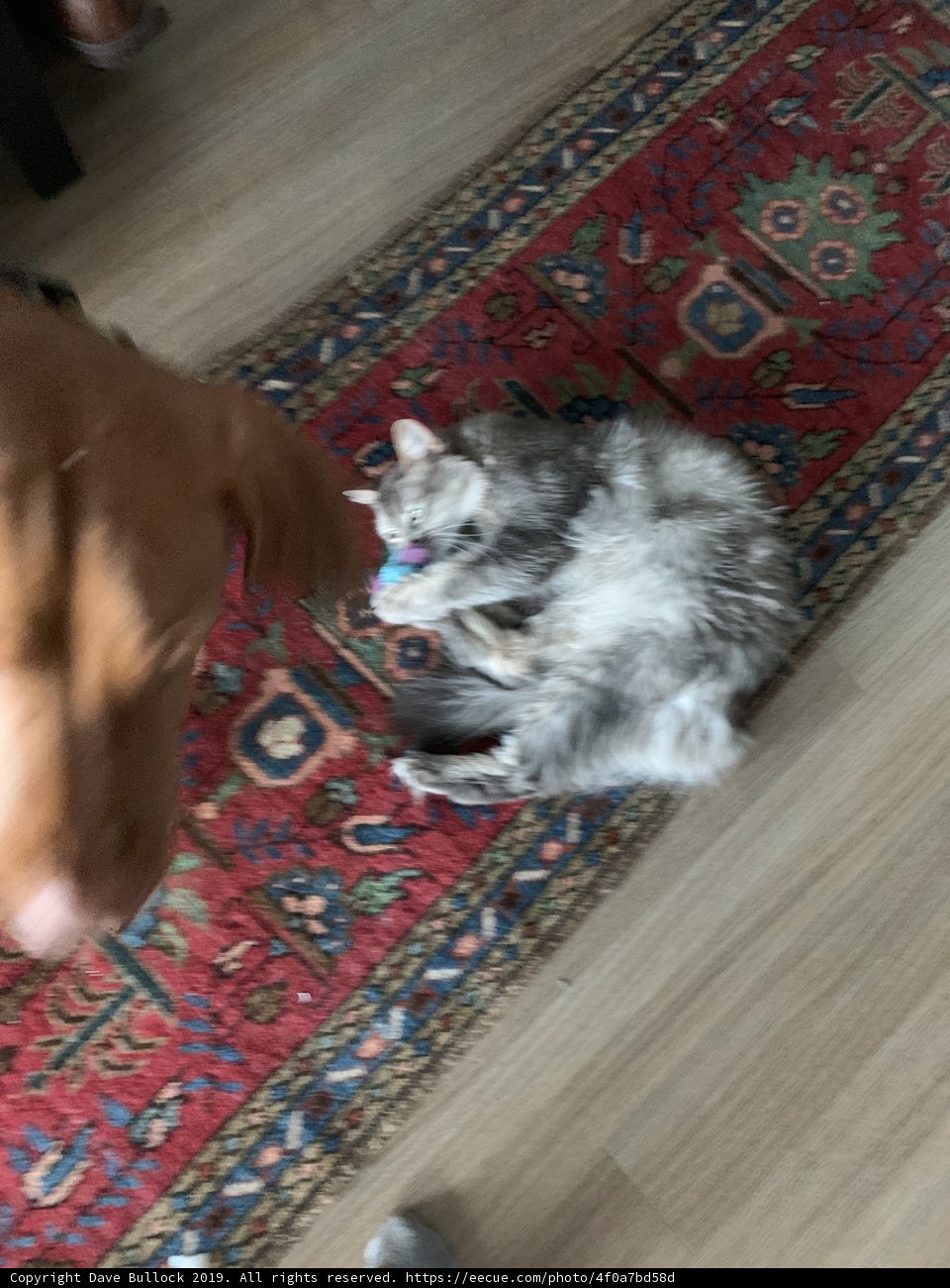 Furry Friends on a Chic Hardwood Rug