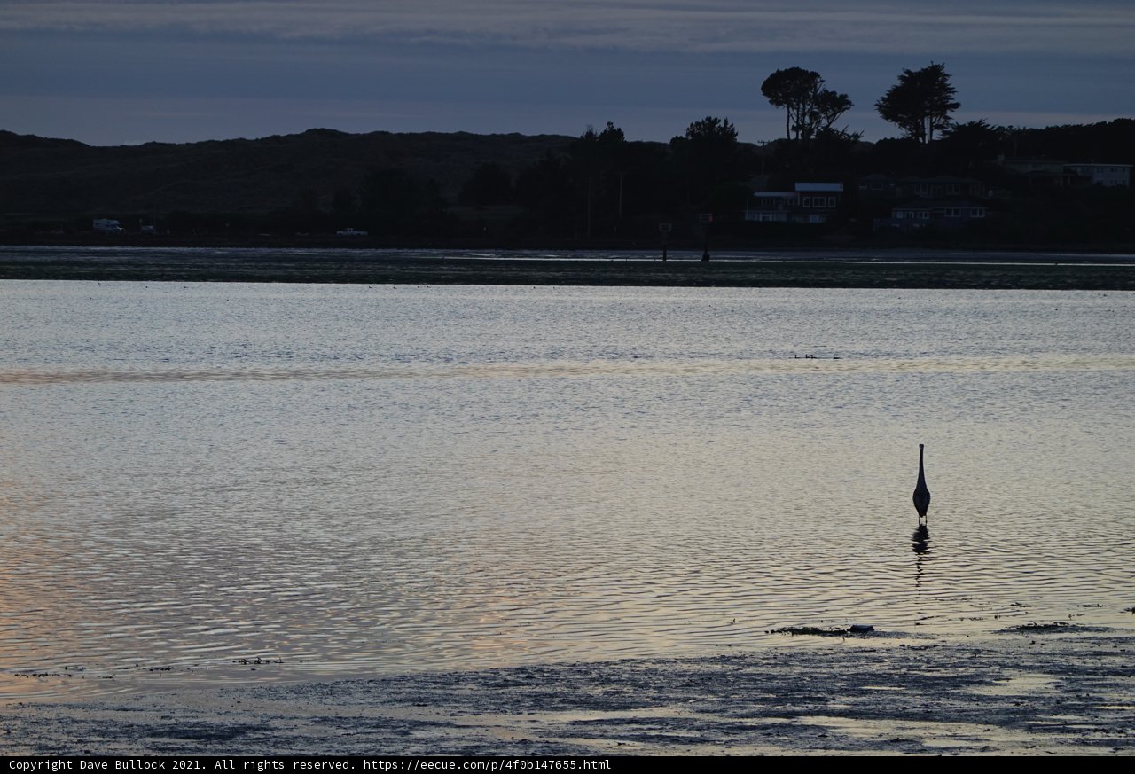 Dusk Bird on the Lake