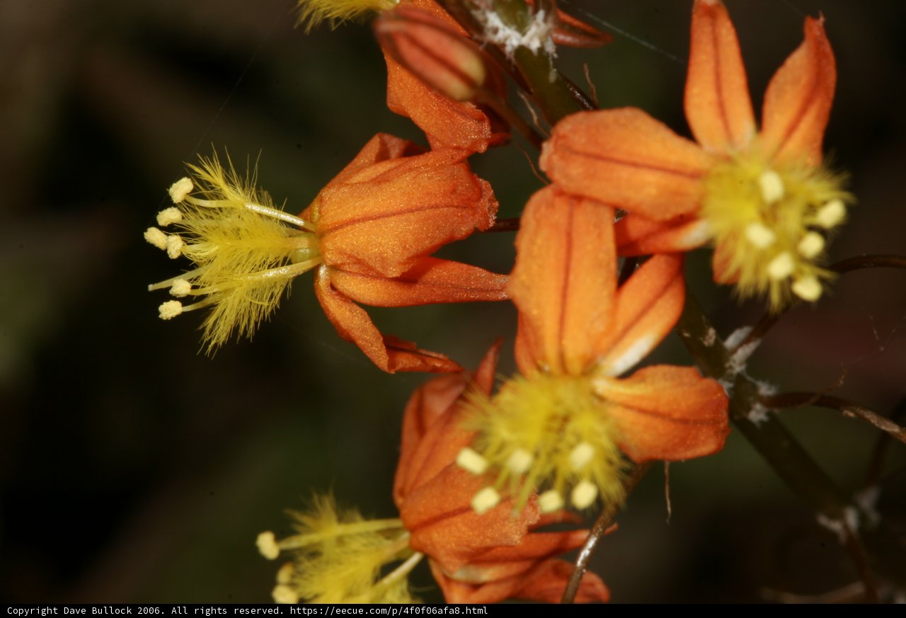Vibrant Pollen-filled Orange Flowers