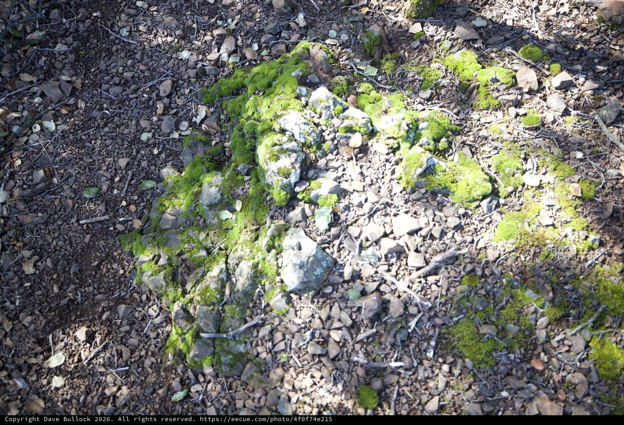 Moss-Covered Rocks Along a Rocky Forest Path