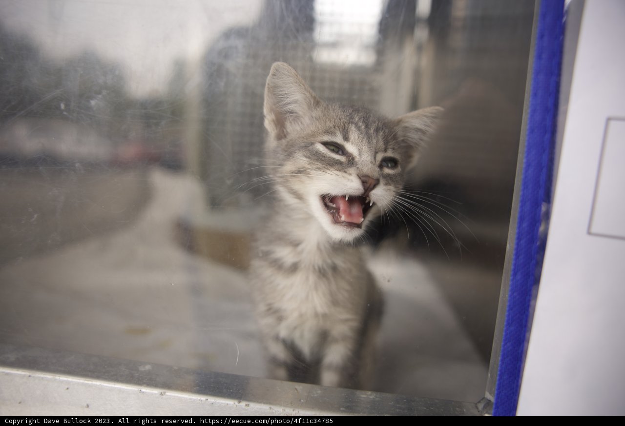 Morning Yawns and Whisker Whispers