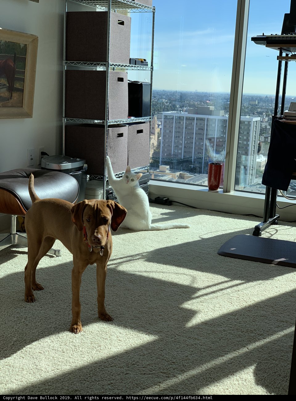 Serene Canine