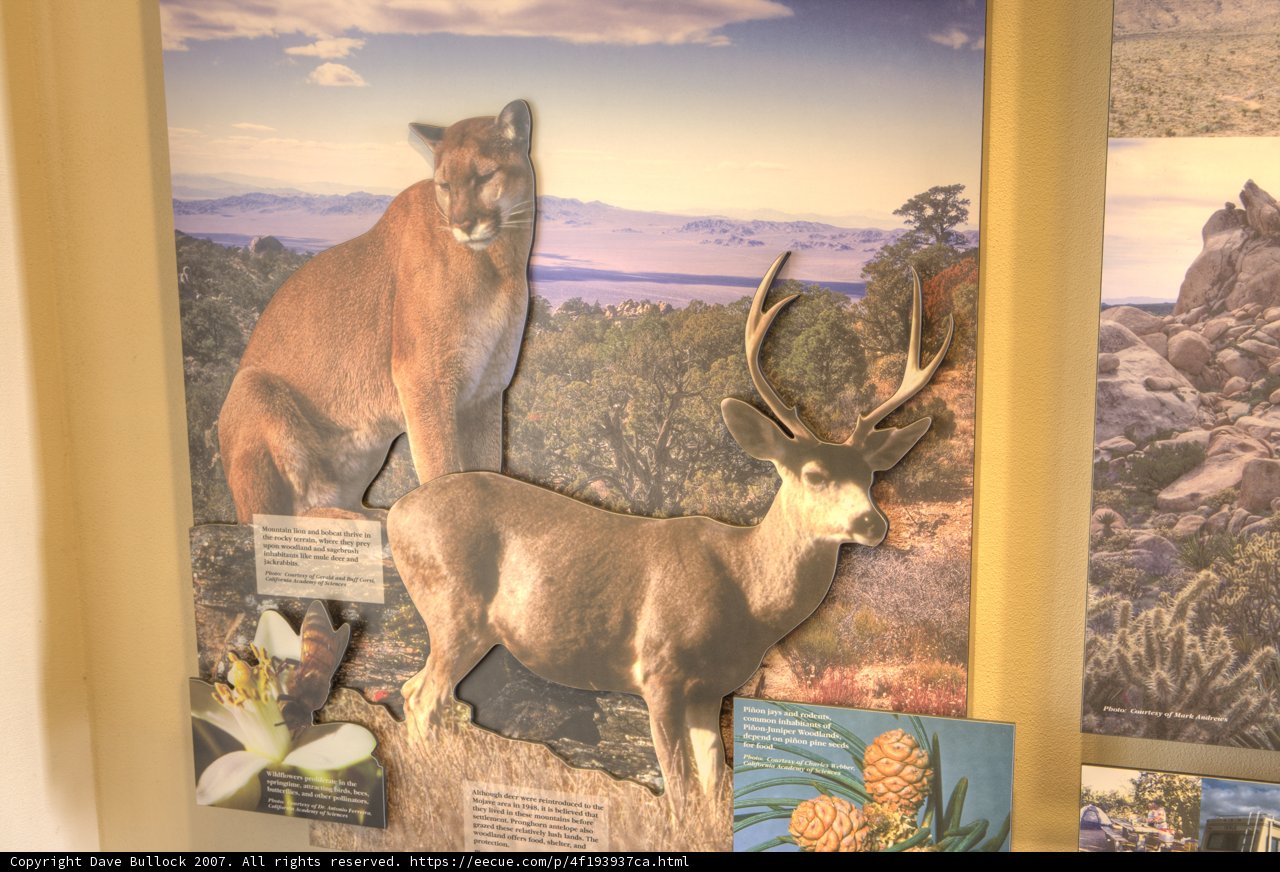 Wildlife on Display