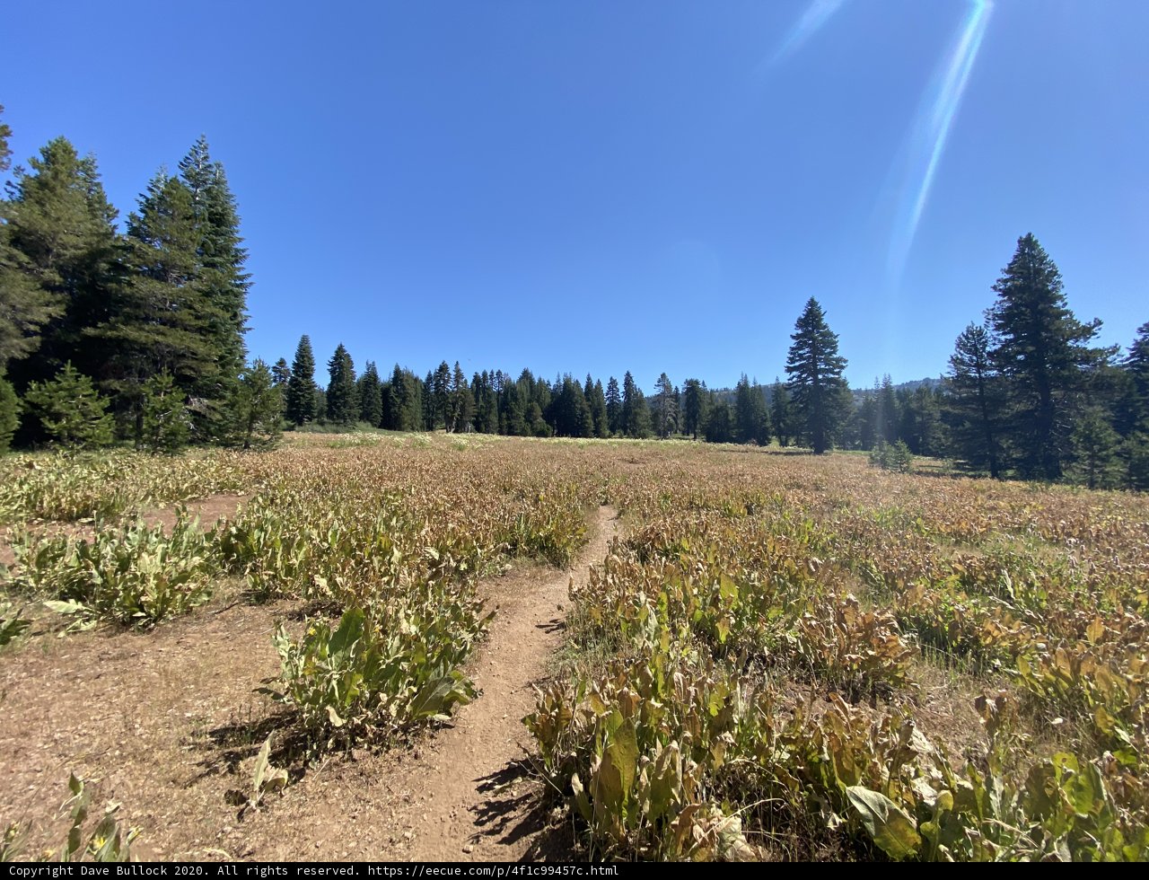 Fir Trail in Georgetown