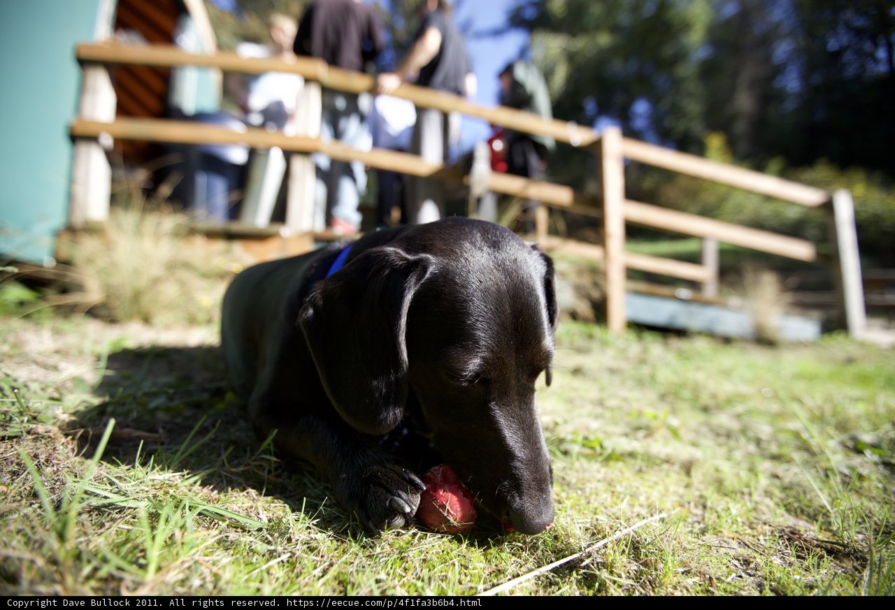 Furry Friend on the Wedding Lawn