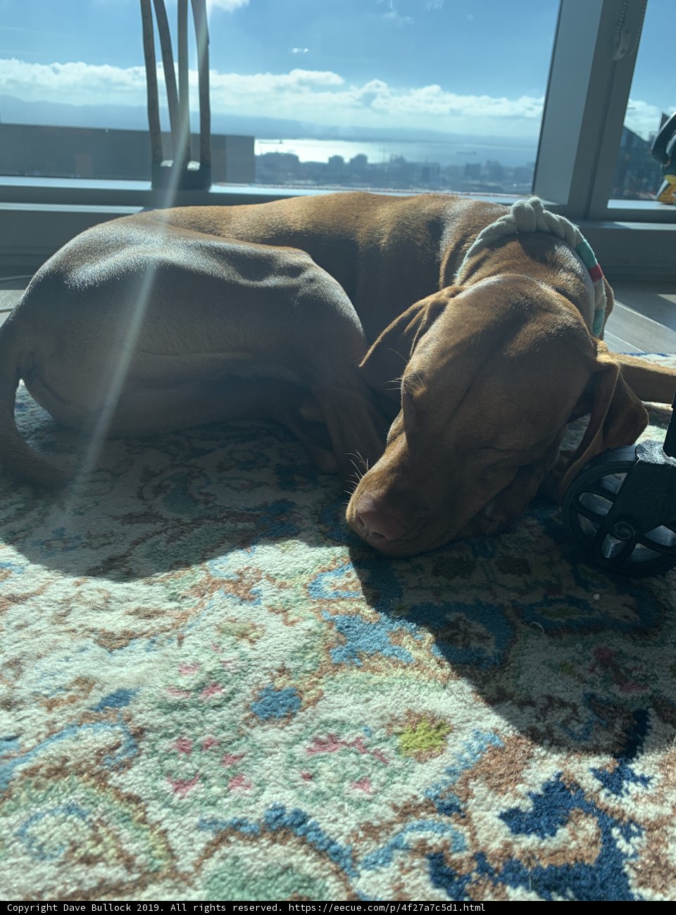 Hound on a Cloudy Day