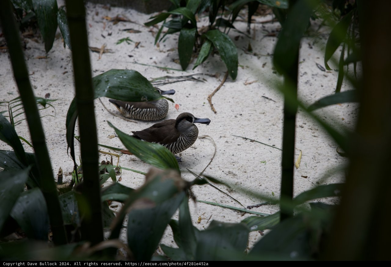 Two's Company: Feathered Friends at Animal Kingdom