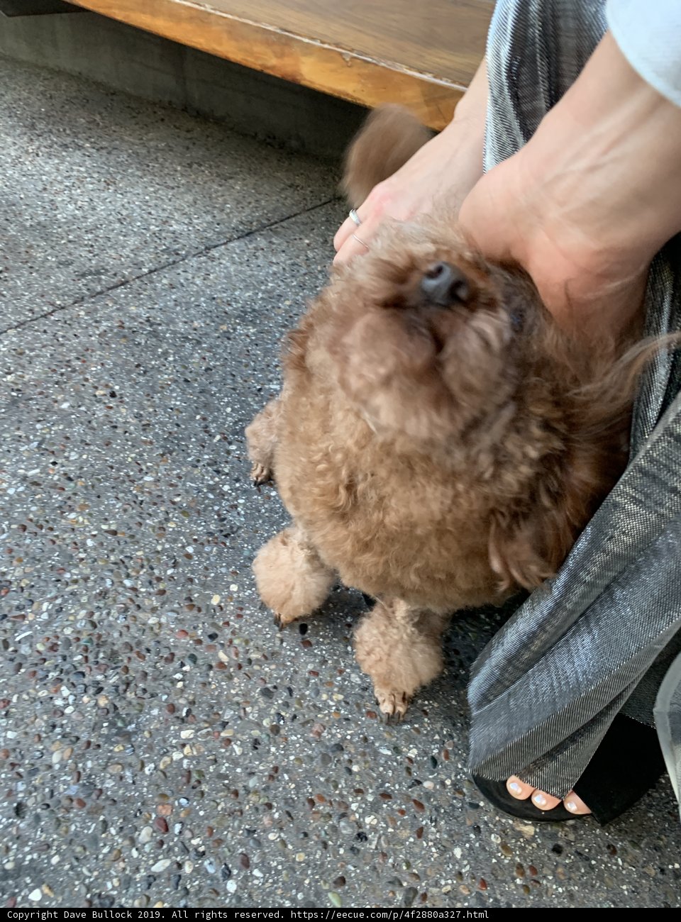 Puppy Love on the Sidewalk