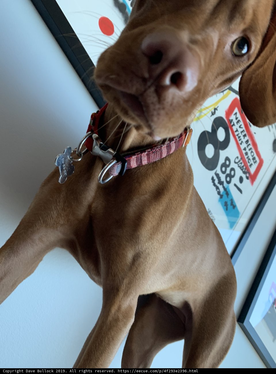 Elegant Vizsla with Accessories