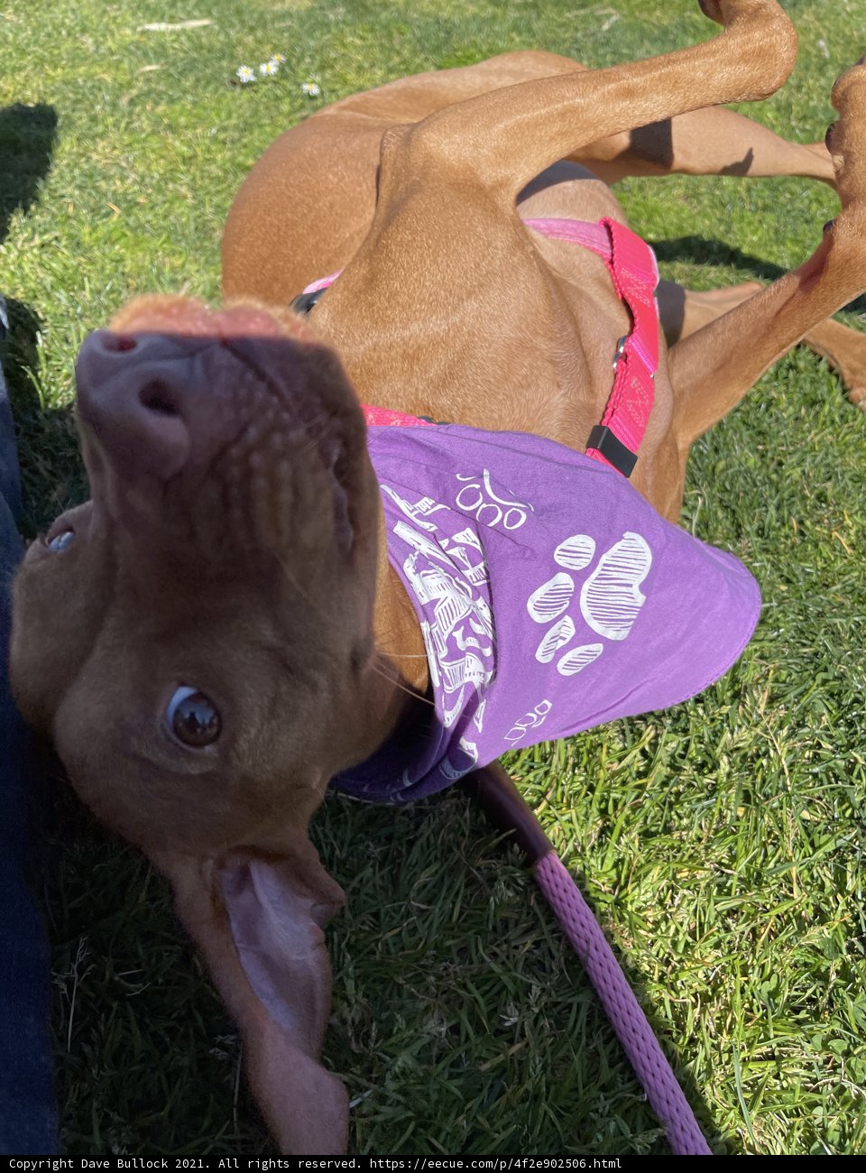 Purple Bandana Vizsla