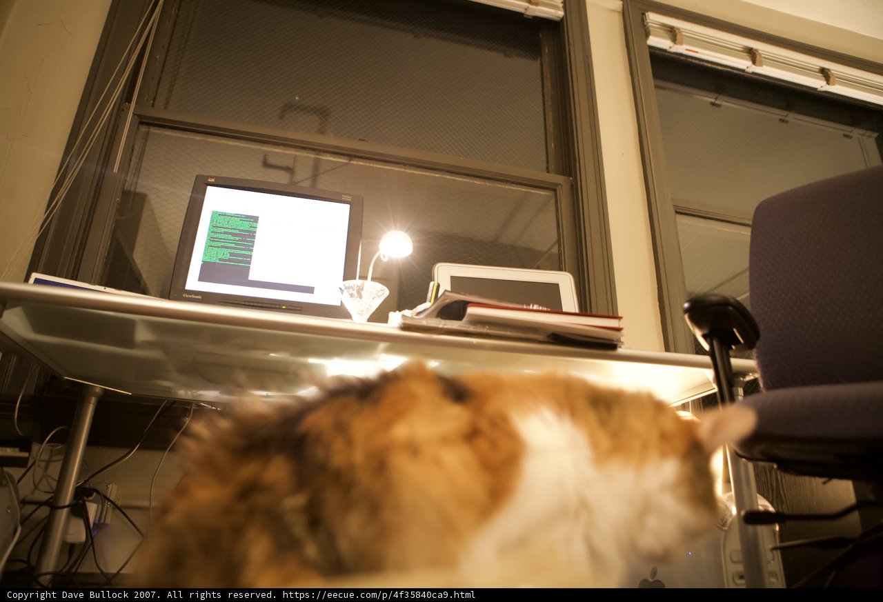 Feline Techie
